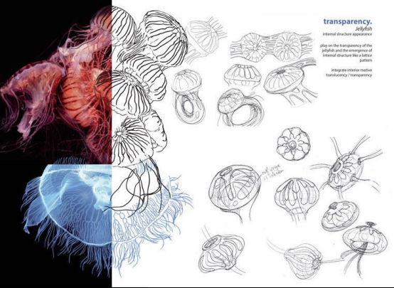 海生物-水母